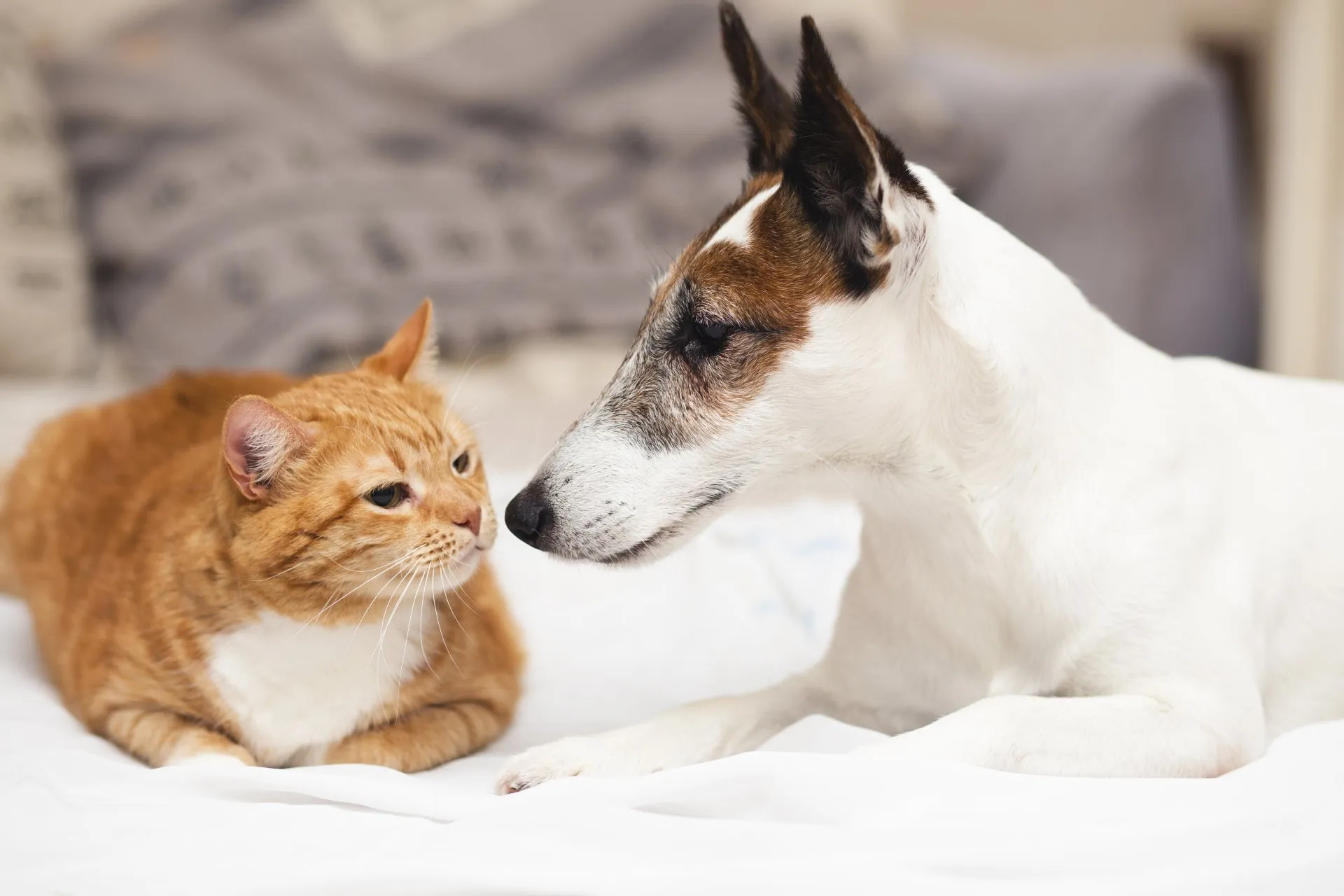 Perro y Gato mirándose