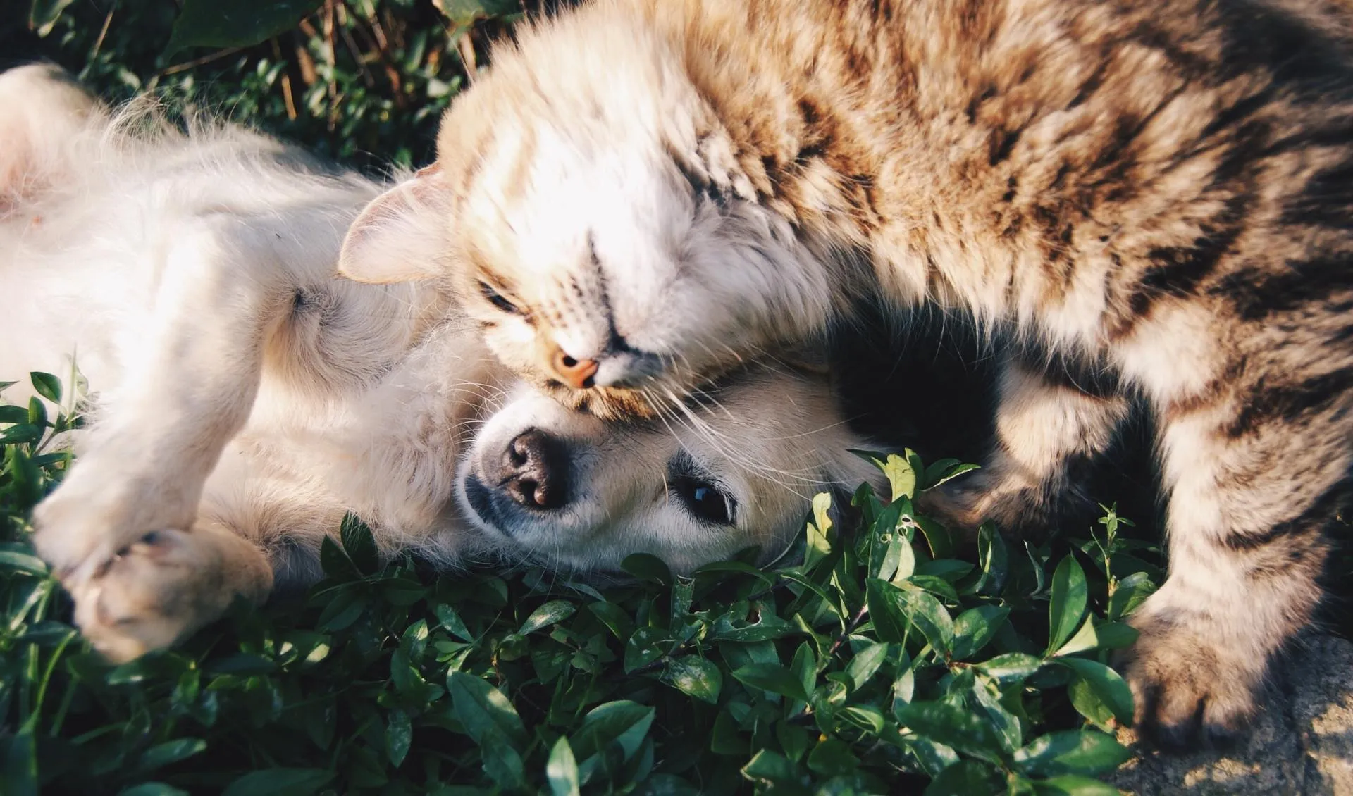 Cementerio de animales