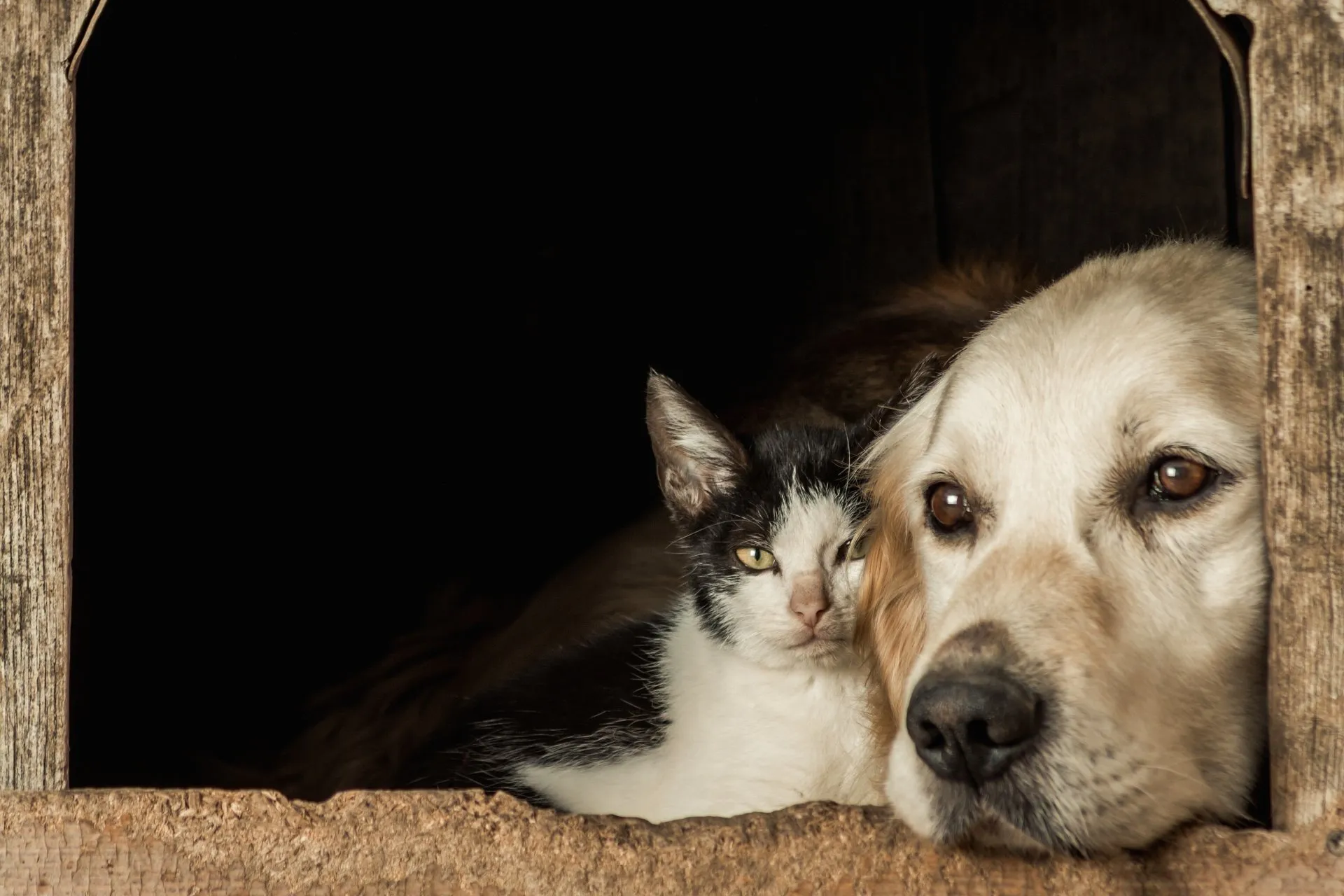 Perro y gato mirando al horizonte